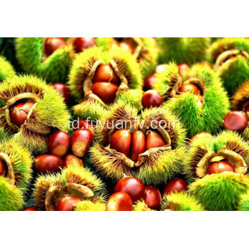 Tanaman Baru Segar Harga Yang Baik Lezat Chestnut